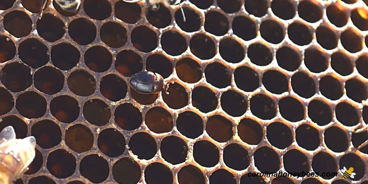 Single adult small hive beetle infesting a colony.