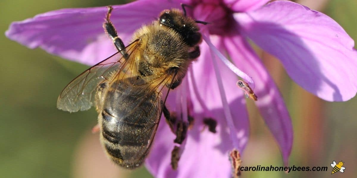 Older worker honey bee with tattered wings due to age foraging image.