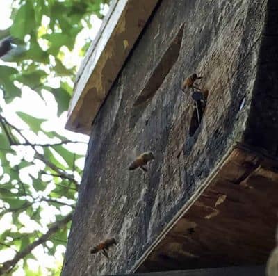 old bait hive in a tree with bees at entrance