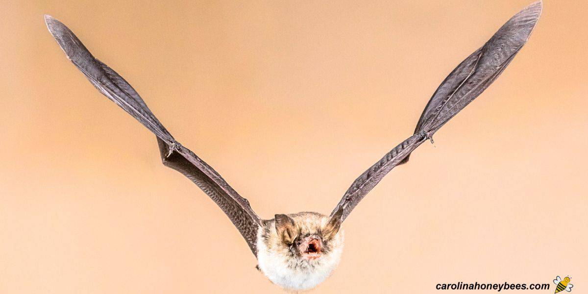 Bat in flight hunting for food, insects, bees etc.