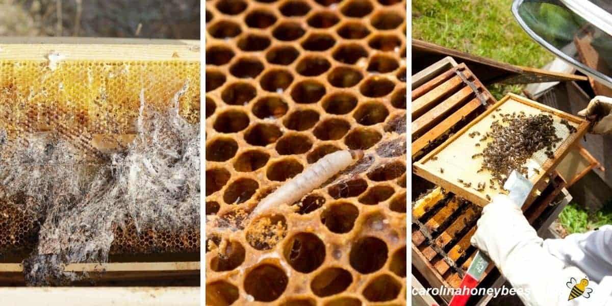 Webbing on frame, pest larva and beekeeper looking for pest in beehive.