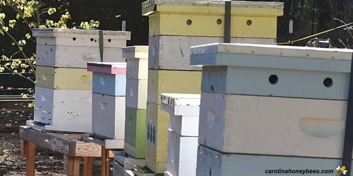 Row of beehives in apiary when flying bees in front.