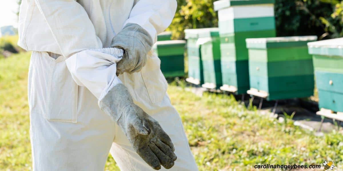 Person putting on glove for beekeeping safety in an apiary.