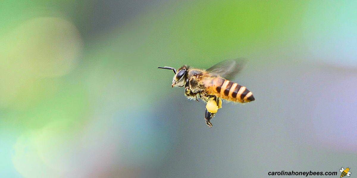 Worker honey bee flys through air with full load of pollen.