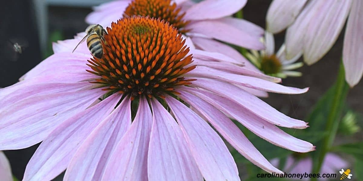 Honey bee on drought tolerant purple coneflower image.
