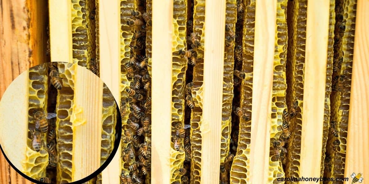Evenly spaced frames of honey comb in a hive denoting the concept of bee space.