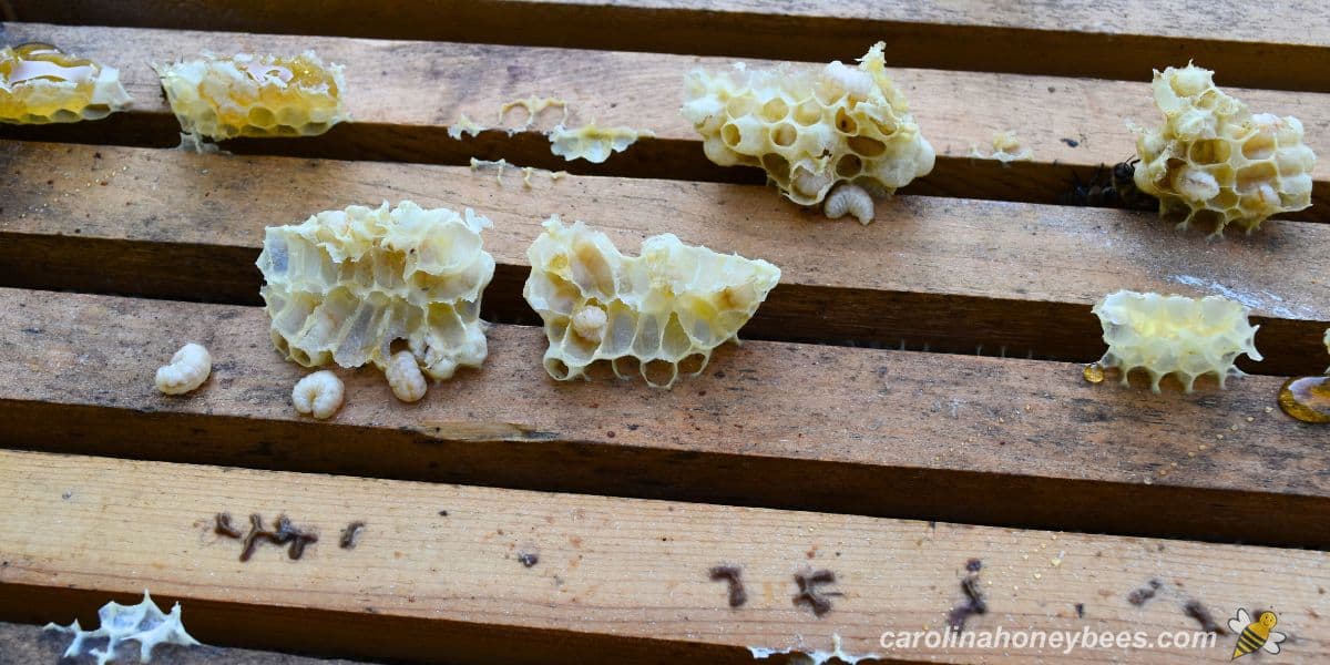 Pieces of beeswax burr comb on top bars of hive with larvae..