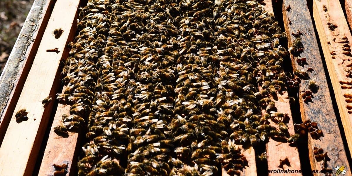 Six frames cluster of honey bees on the top bars of a hive.