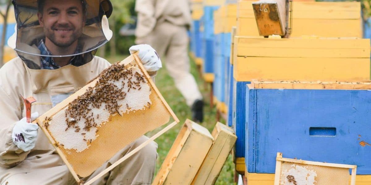 Beekeepers called apiarists working hives in a field image.