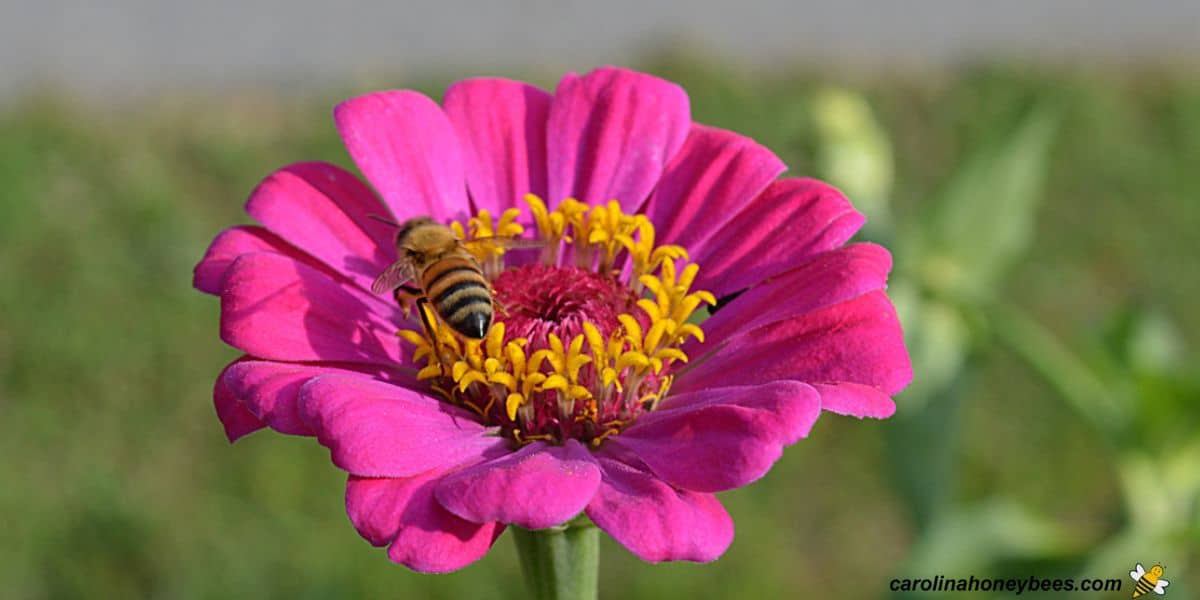 Important honey bee pollinator on pink zinna flower.