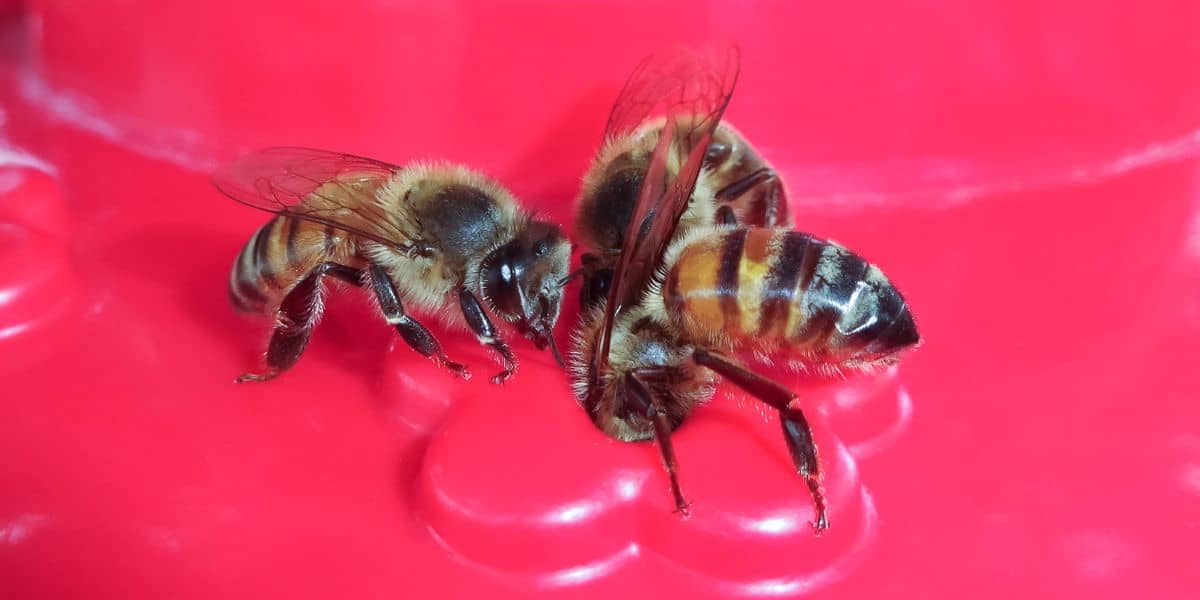Two honeybees drinking from hummingbird feeder port.