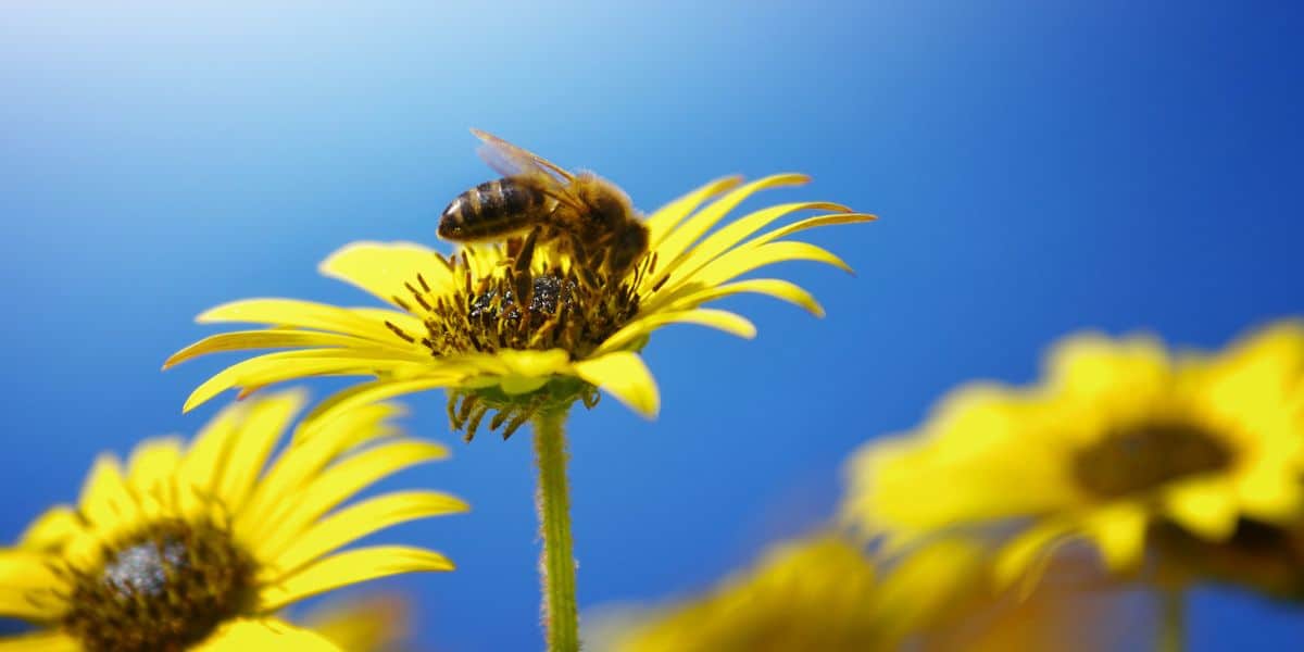 Field of yellow flowers with honey bees pollinating.