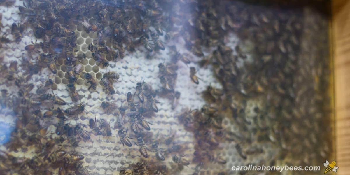 Honey bees behind glass wall of observation hive.