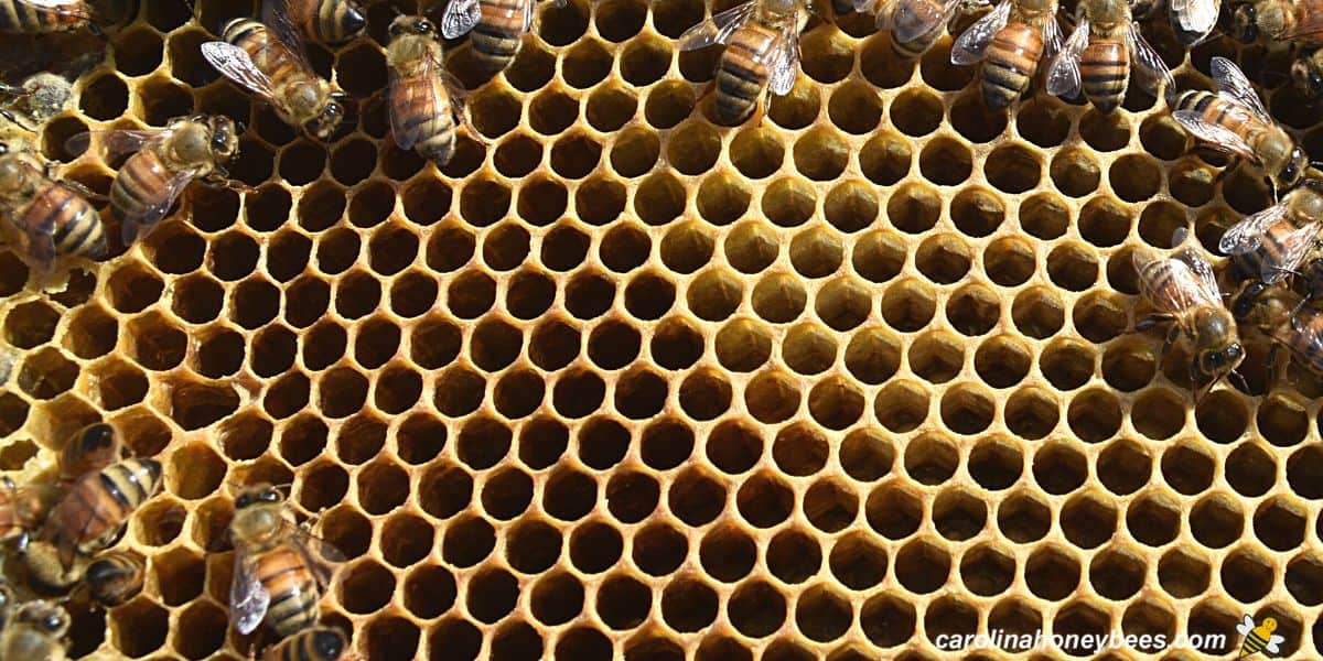 Worker bees not making honey in super box.