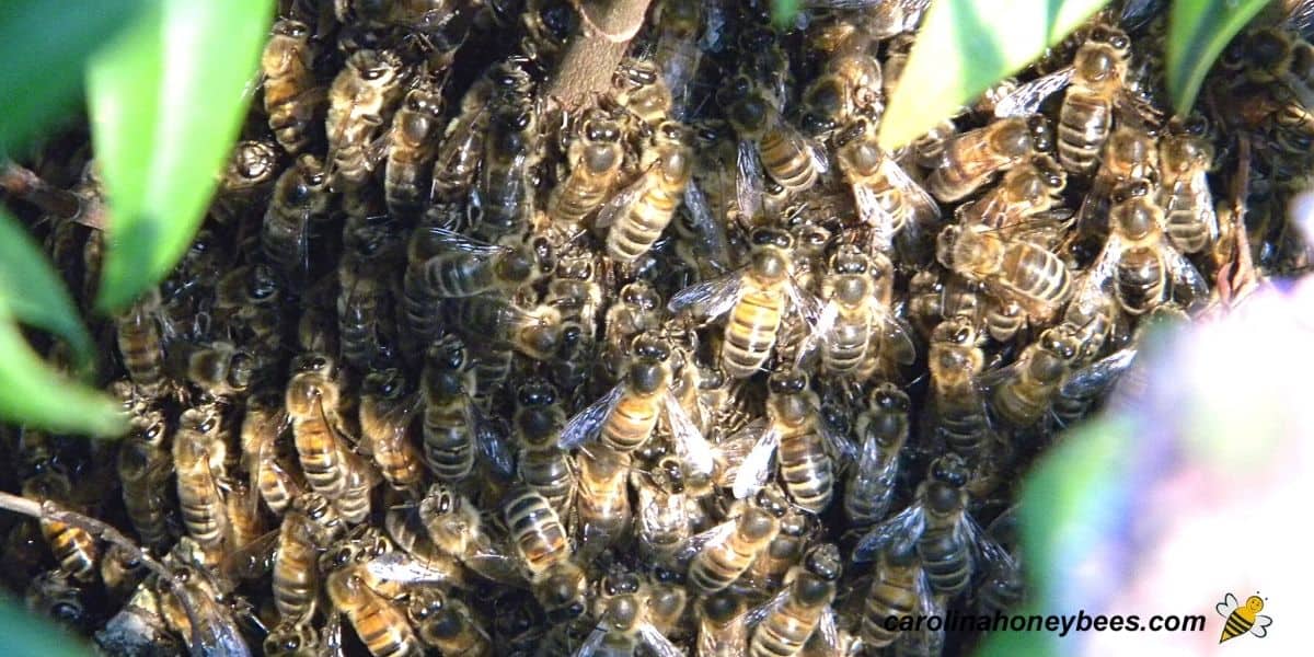 Group of honey bees clustered on the ground near hive image.