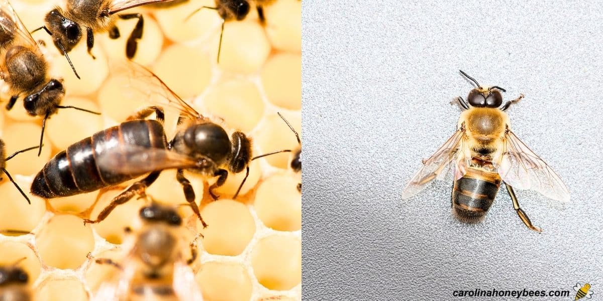 Reproductive partners of honey bees a large queen and a male drone bee.