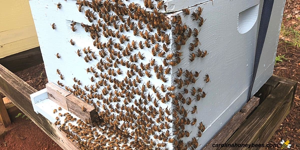Honey bees washboarding on front of a beehive.
