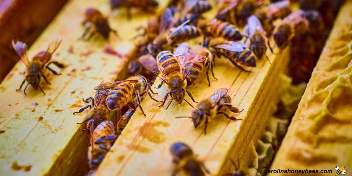 Honey bees showing communal behavior patterns in communication on the top bars of a beehive.
