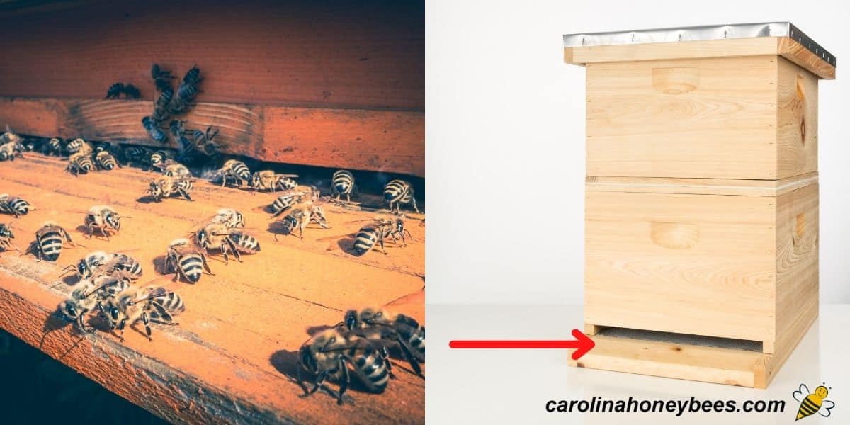 Langstroth hive with arrow to bottom board and bees at hive entrance image.