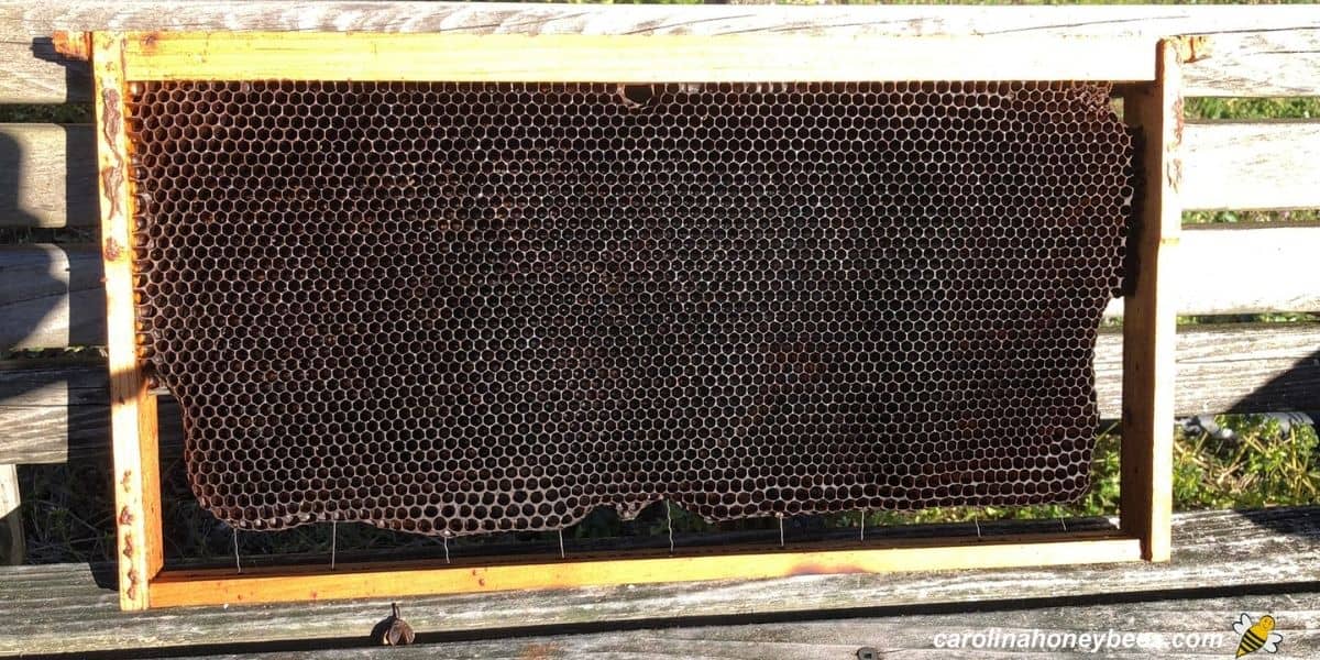 Black honeycomb in a deep hive frame.
