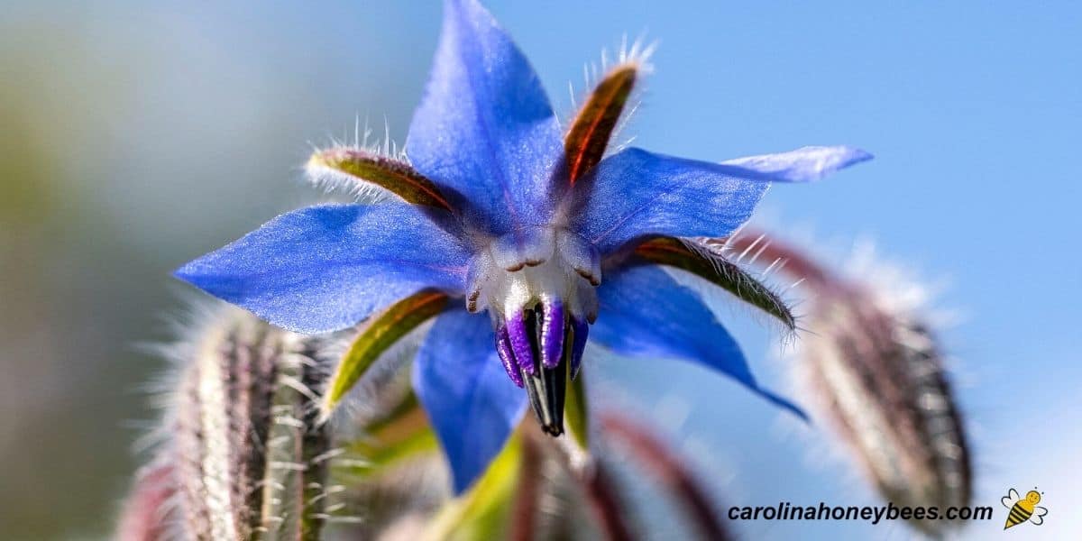 Purple borage flower in bloom in bee garden.