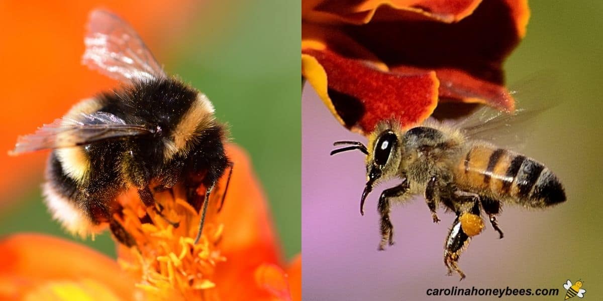 Foraging Bumble Bee and Honey Bee on flowers image.