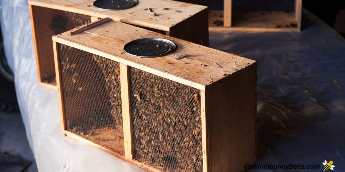Two bee packages bought by a beekeeper for new hives.