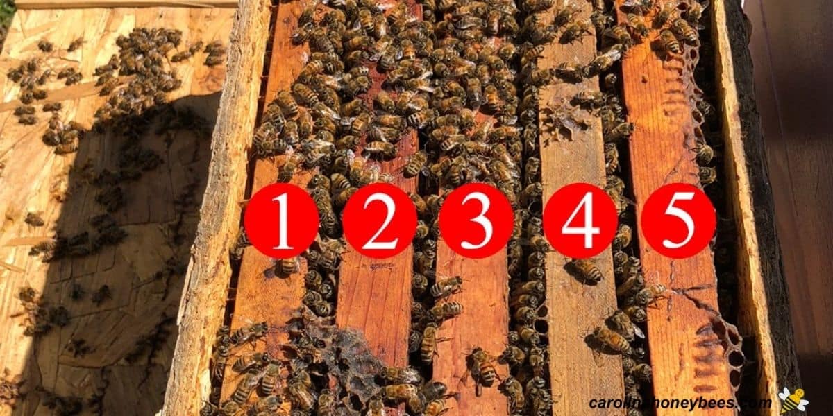 Nucleus colony of bees with numbered frames, bee nuc 5 frame.