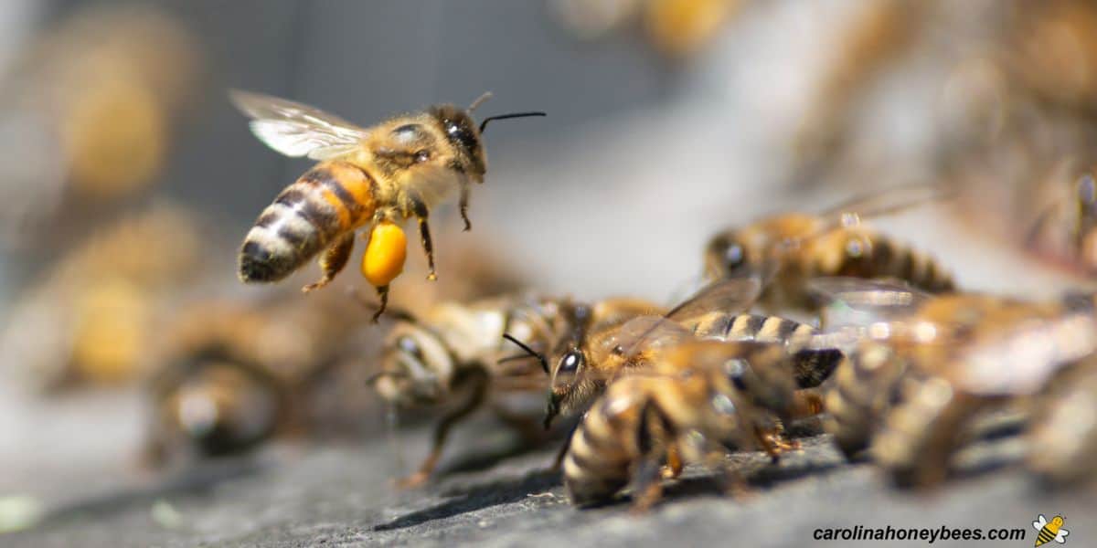 Honey bees purchased by beekeeper flying into new hive with pollen.