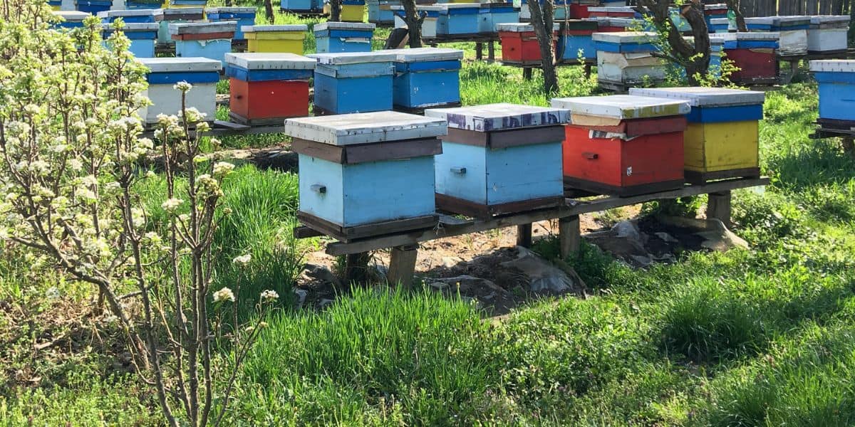 White Langstroth beehives sitting on cement and wood hive stands.