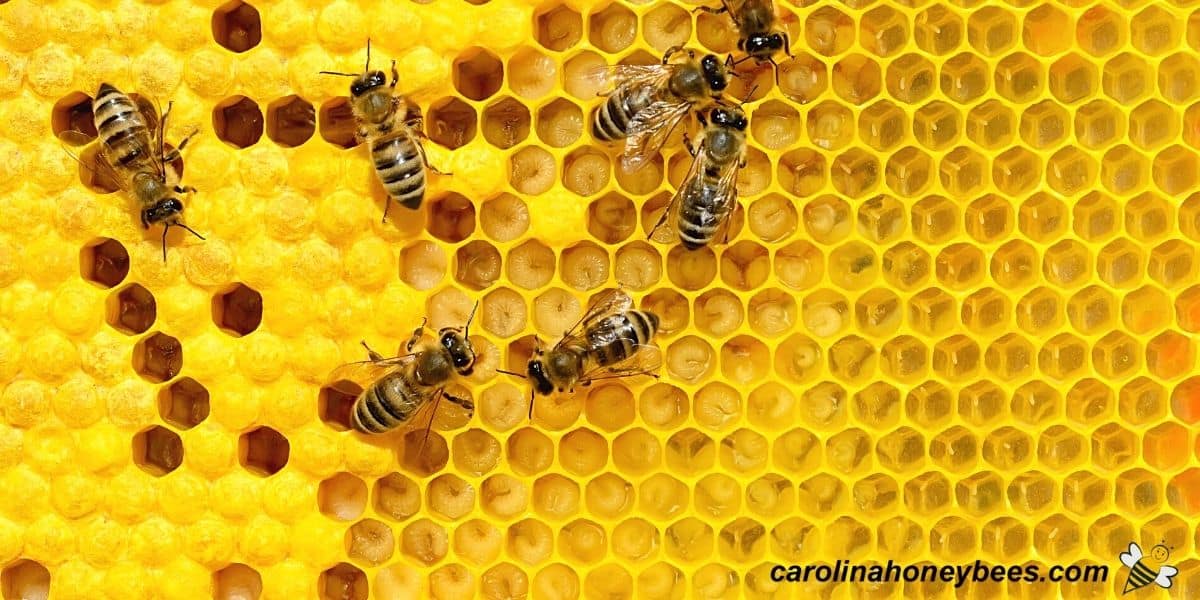 Baby bees, eggs and larva in a honey bee colony image.