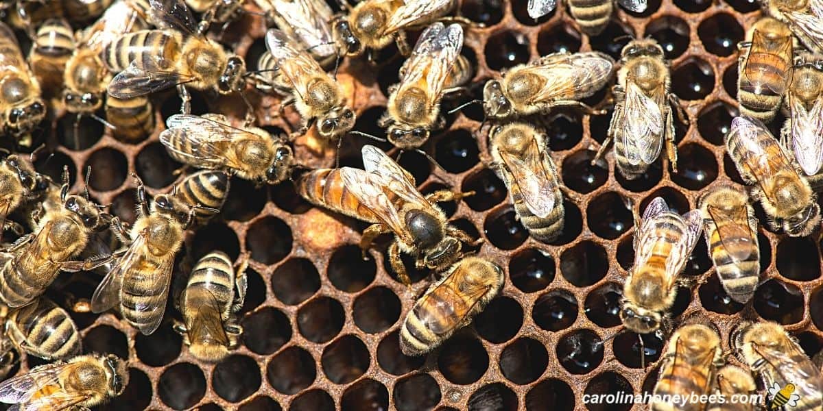 Queen honey bee in hive on frame with workers.