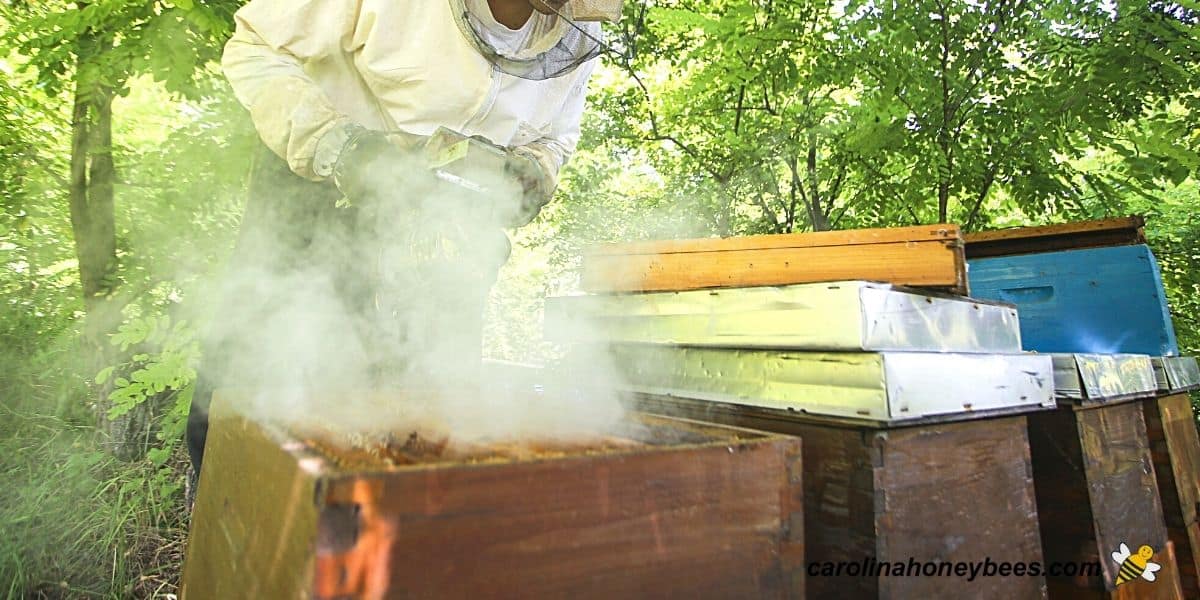 Beekeeper using too much smoke this beekeeping mistake causes problems during hive inspection.