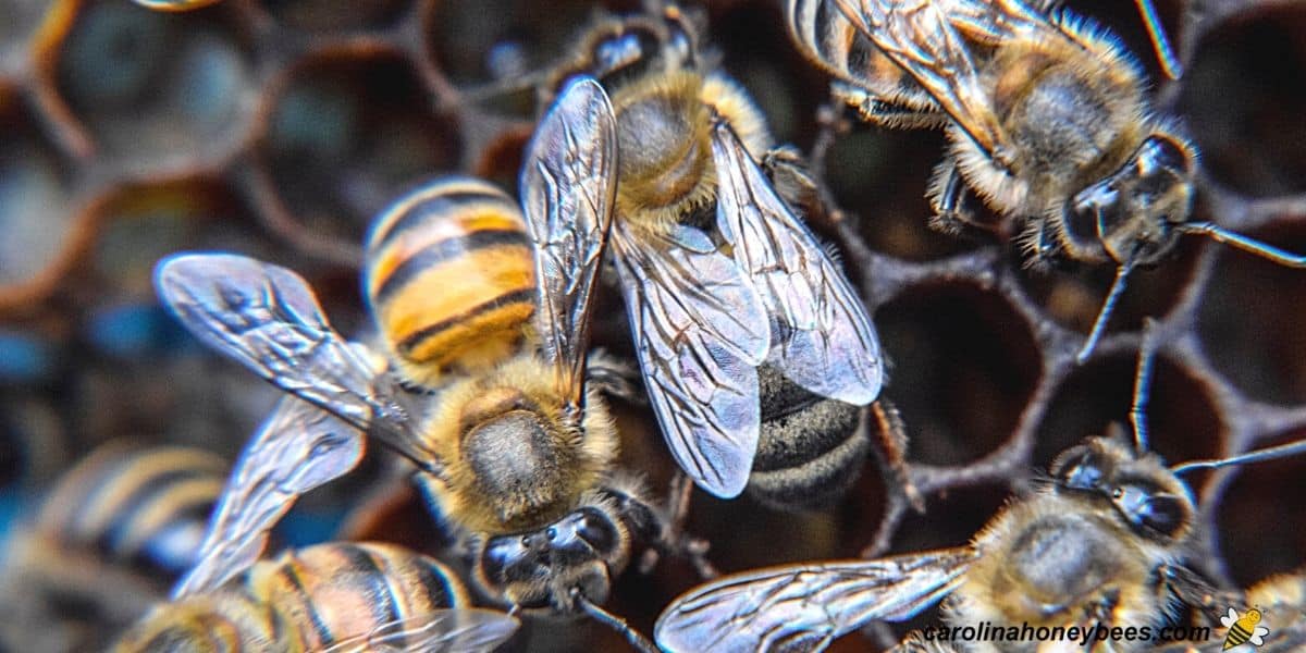 Worker bees dance on wax comb.