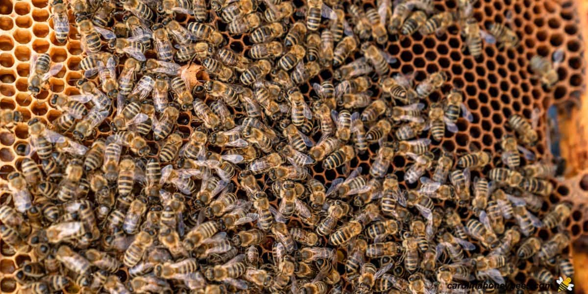 Colony of honey bees with a queen cell and no brood in danger of failure.
