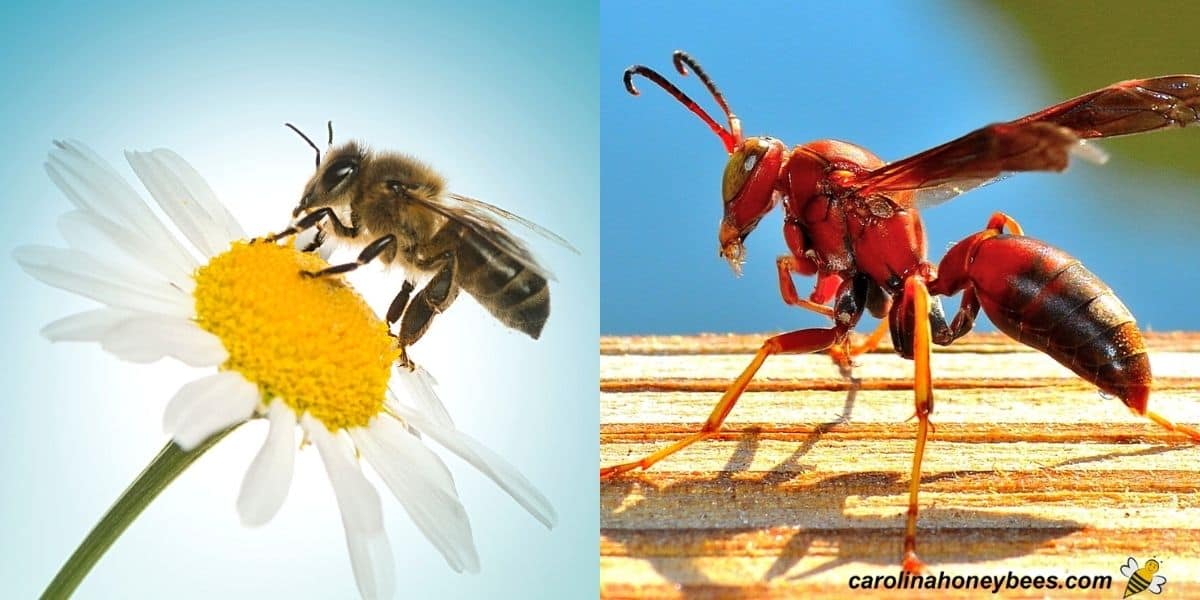 Close up shows differences between bees and wasps physical appearance.