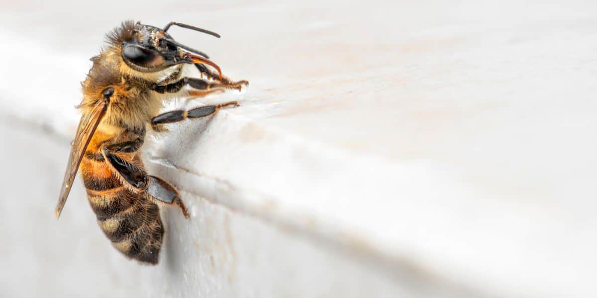 Wet honey bee worker can not fly during a rain storm.