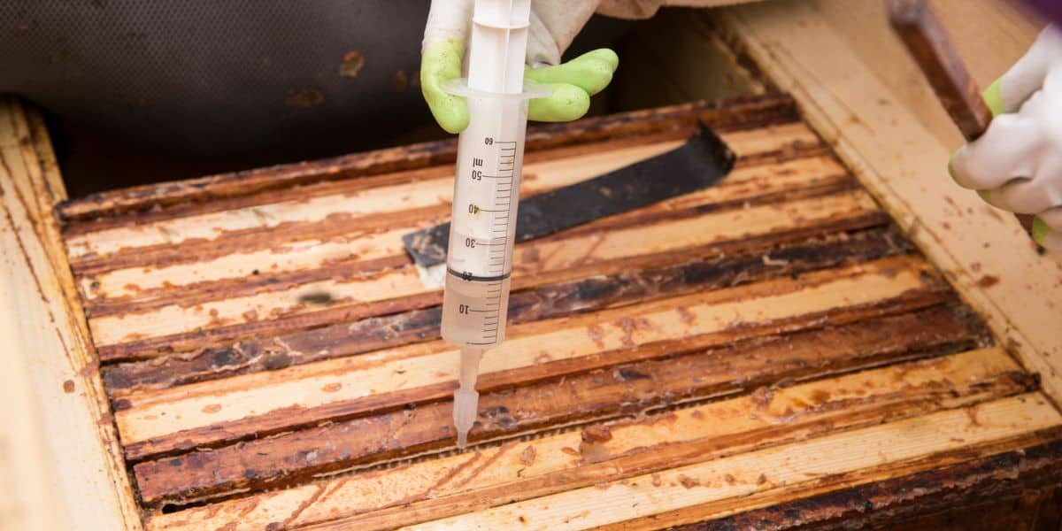 Beekeeper using syringe with oxalic mite varroa treatment in beehive.