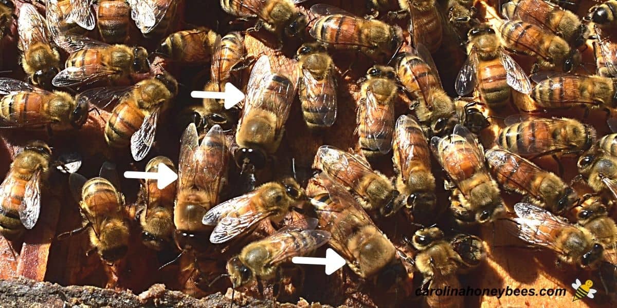 Several drone bees in a honey bee colony.