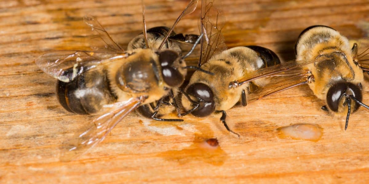 Large drone bee rests after returning from a congregation area..