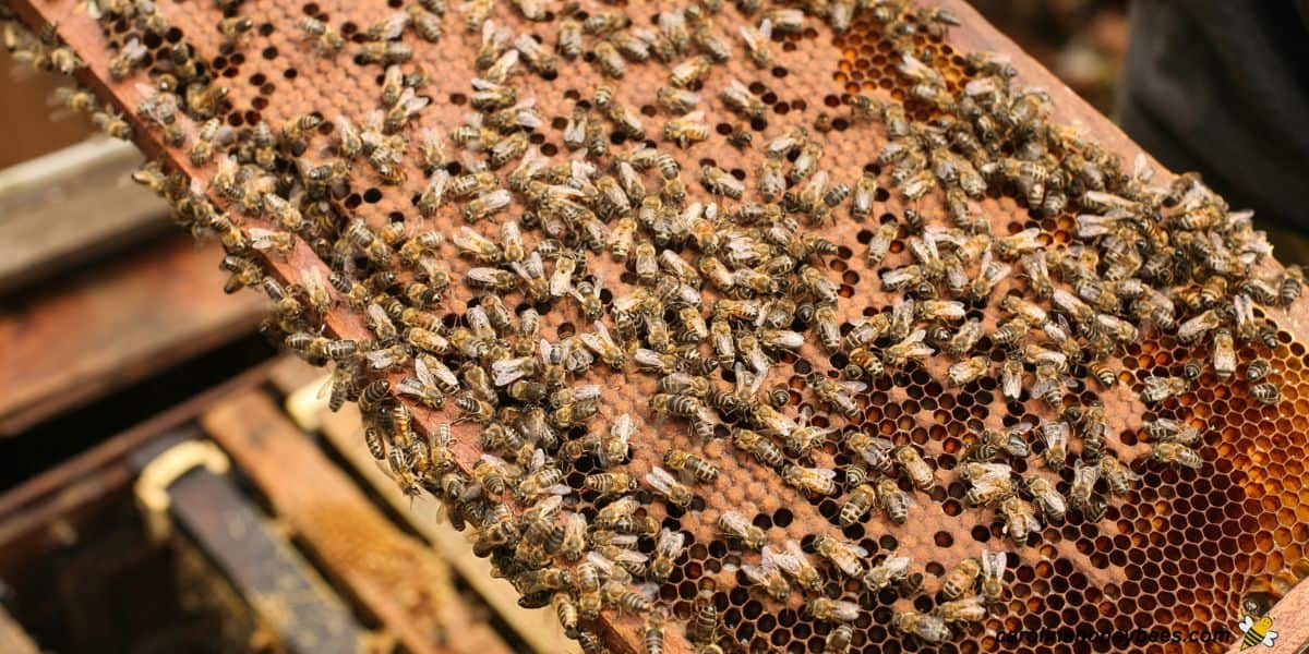 Frames of bees from a hive being moved during hive equalization.