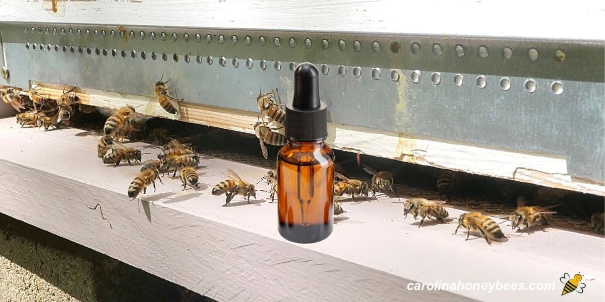 Honey bees at front of hive with essential oil bottle inset.