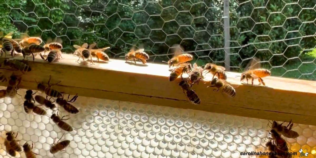 Honey bee fanning on an empty frame to call other bees to their location.