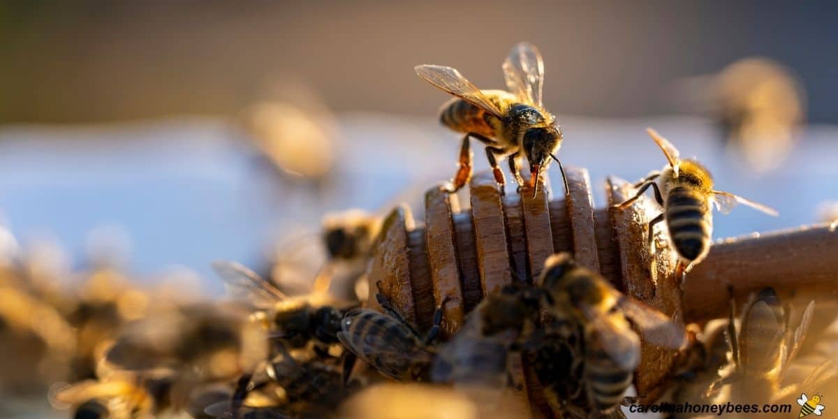 Honey bees feeding on honey from a wooden dipper