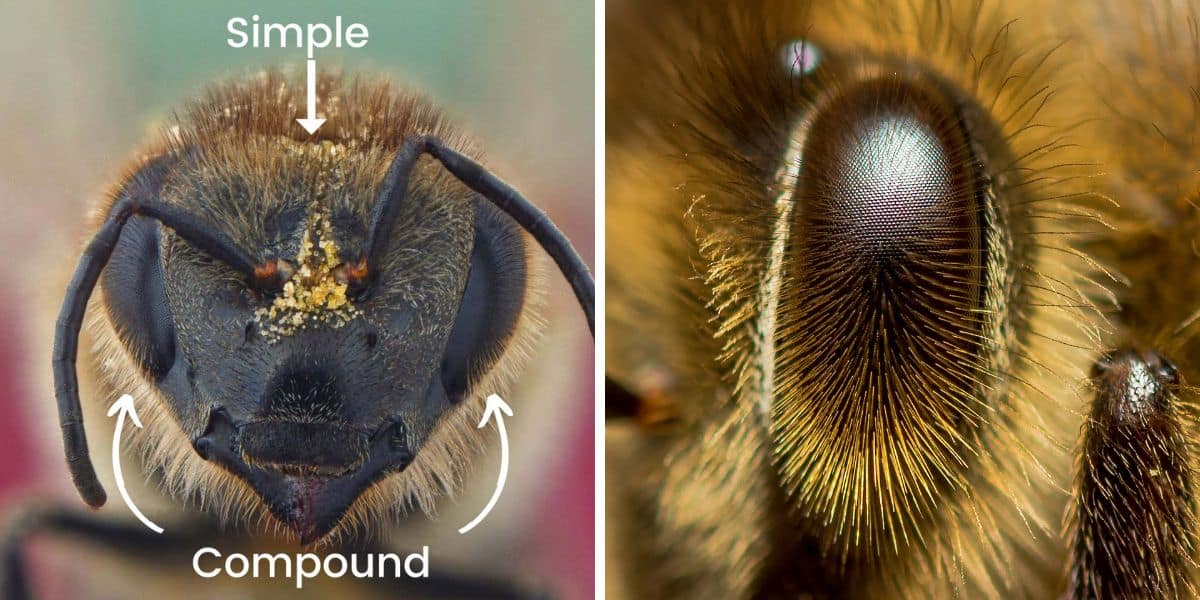 Macro shot of honey bee head and eyes image.