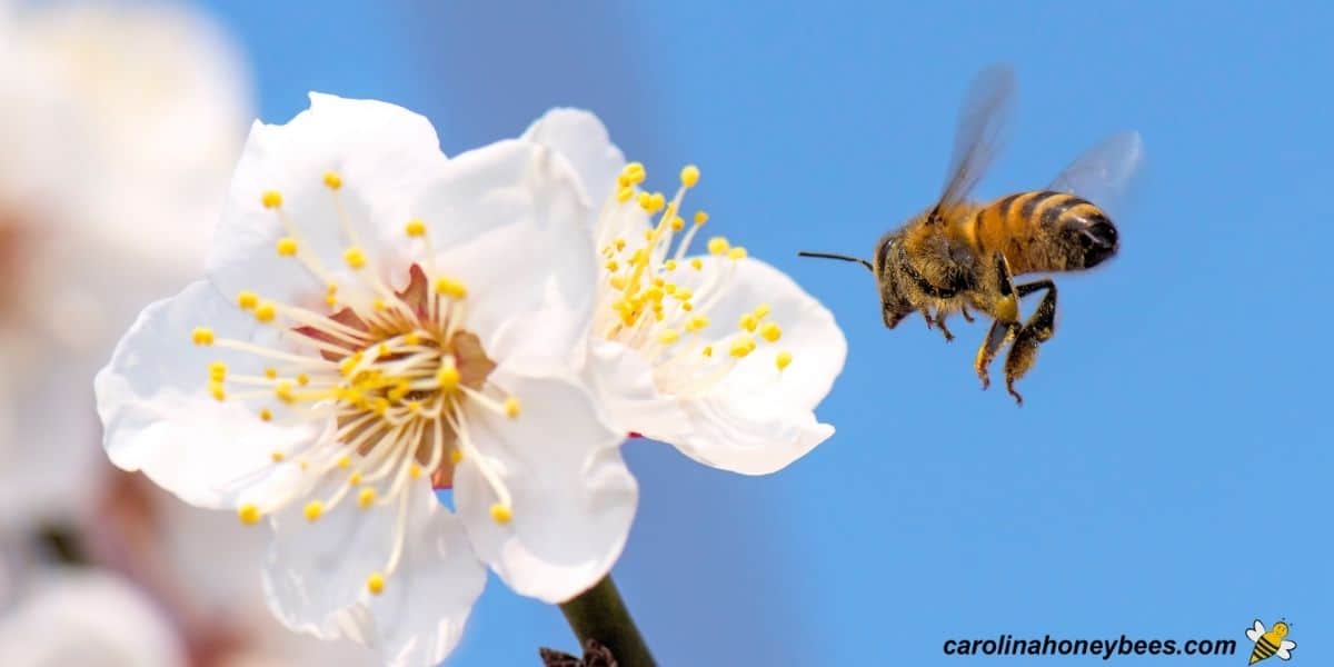 Worker honey bee flying to nectar rich flower.