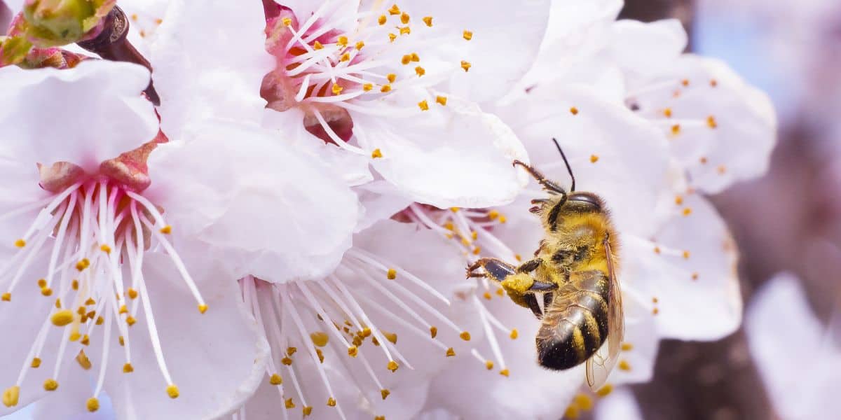 Honey bees foraging on yellow flowers.