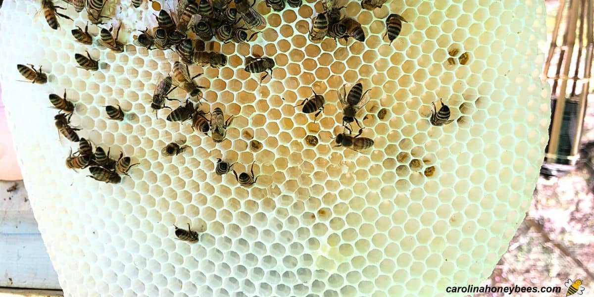 Natural comb from a hive without foundation inserts.