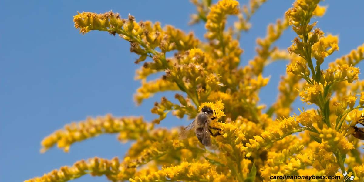 Closeup of goldenrod plant in bloom with honey bees.