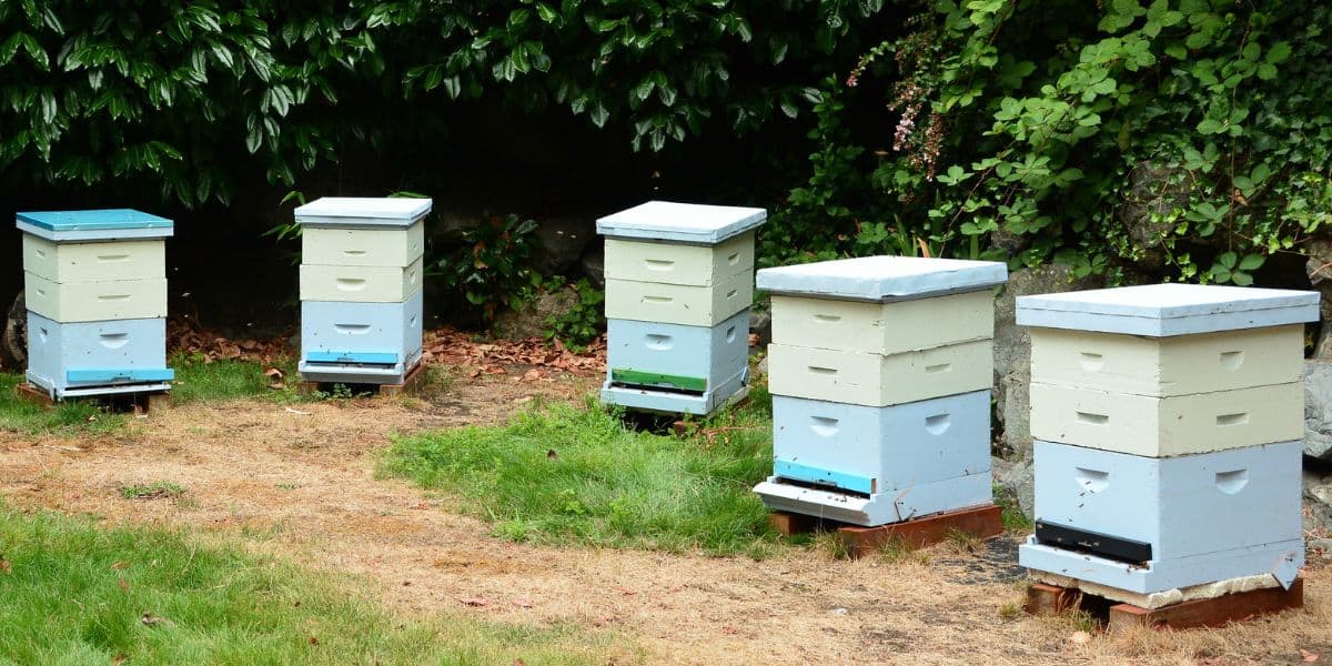 Beehives in grassy area with some ground cover underneath.
